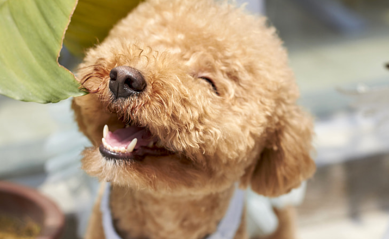 Tedy Poodle